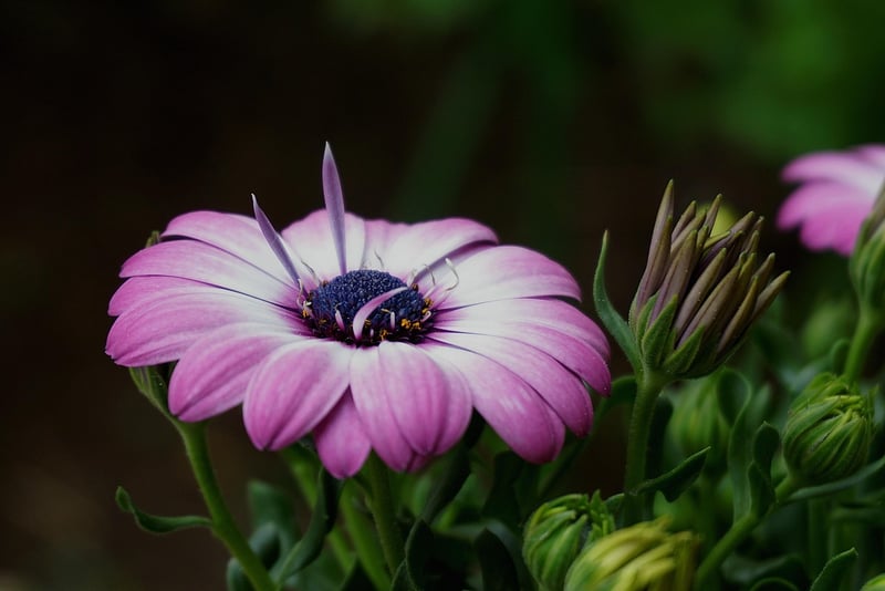 Botanical Illustrations
