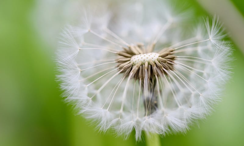 Seeds and Bulbs