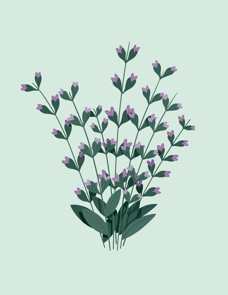 Botanical Illustration