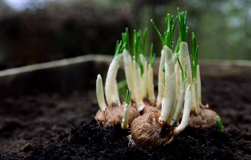 Garden Seeds