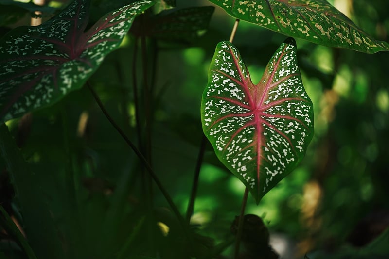 Leafy Wall Art