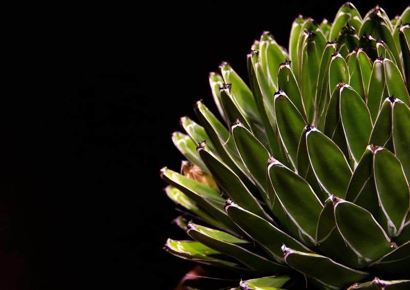 Plant Care Subscription